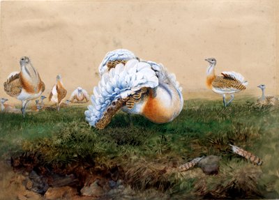 Avutardas grandes de Joseph Wolf